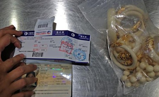 昆明機場(chǎng)X光機檢測通道發(fā)現9只象牙手鐲飾品[圖]